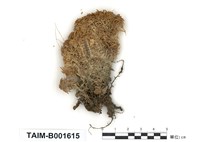 藏品(偏葉泥炭苔)的圖片